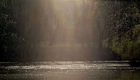  De maan licht en melancholieke strijkers in een romantisch avondlandschap